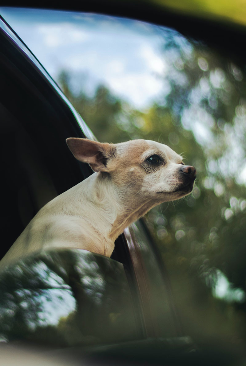 Fido Park