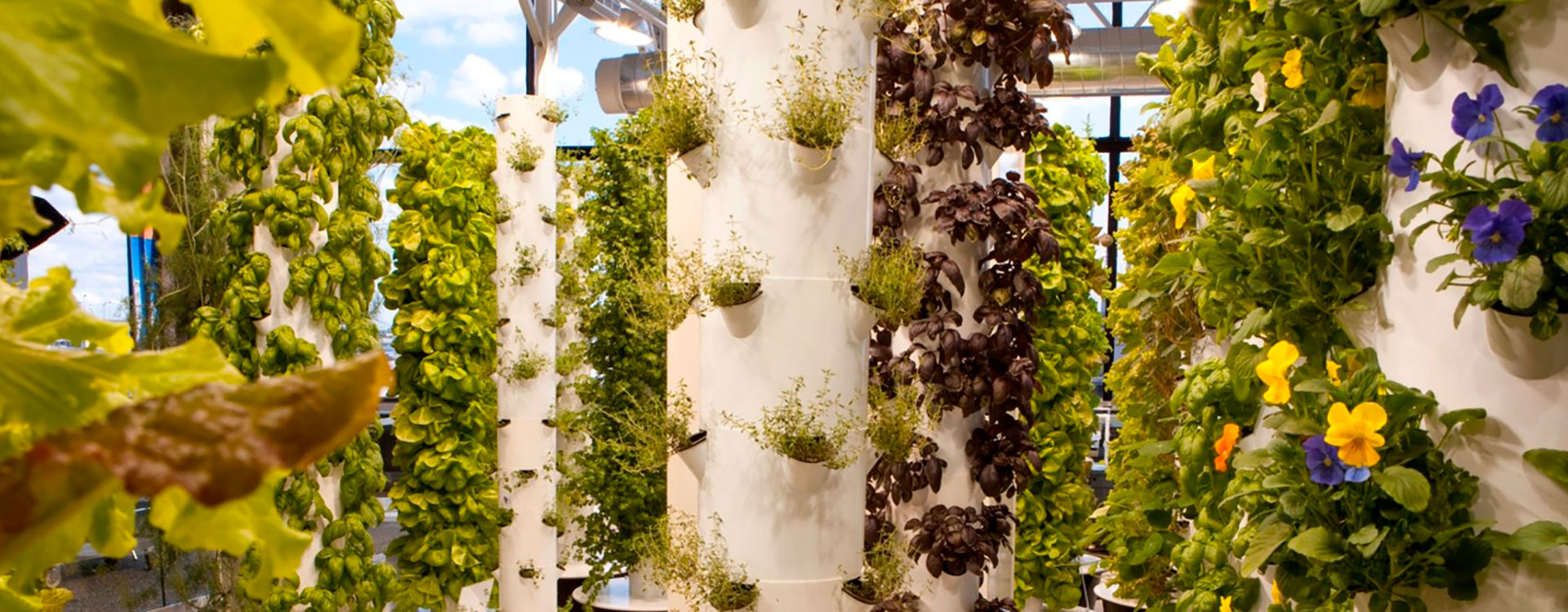 Scorcio di un giardino urbano, con colonne bianche, rampicanti e vasi disposti verticalmente lungo le colonne.