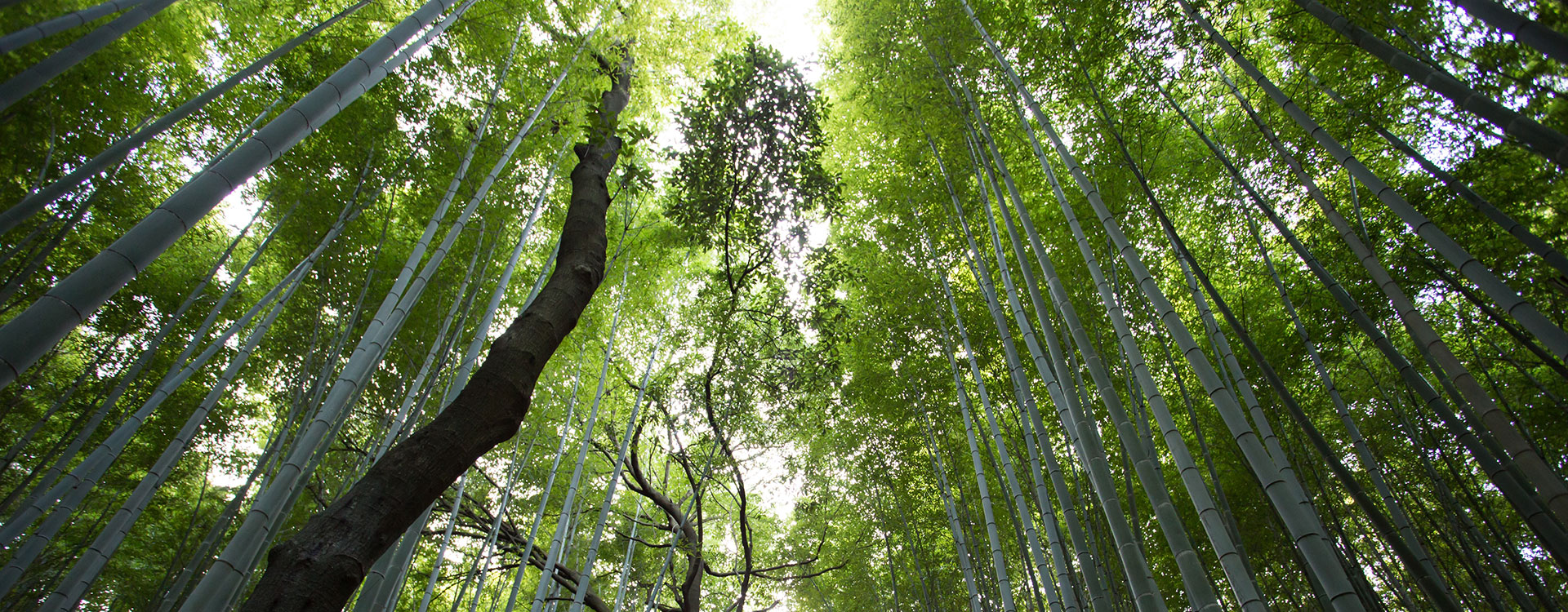 Foresta di bambù